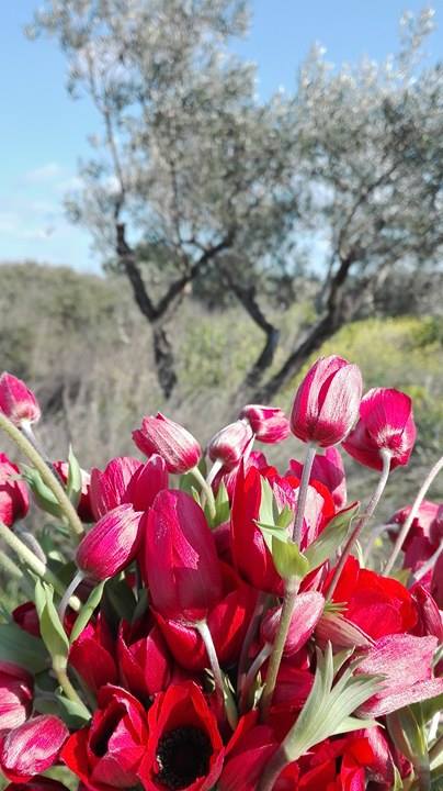 © Ioanna Jmag / Καλύβια Θορικού © Ioanna Jmag / Καλύβια Θορικού