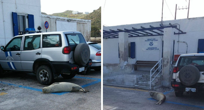 Νεκρός από σφαίρα βρέθηκε ο Θεοδόσης η φώκια-μασκότ της Ίου