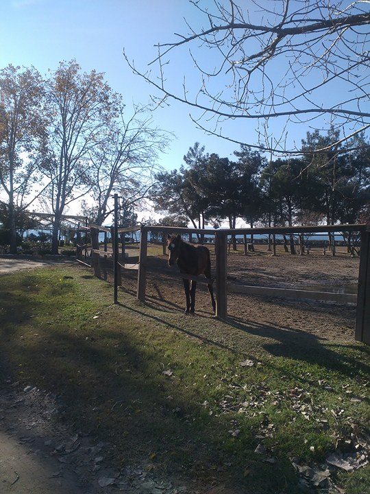 © Μαυρομάτη Μαριάννα / Στον Ιππικό Όμιλο Θεσσαλονίκης, στην Κρήνη