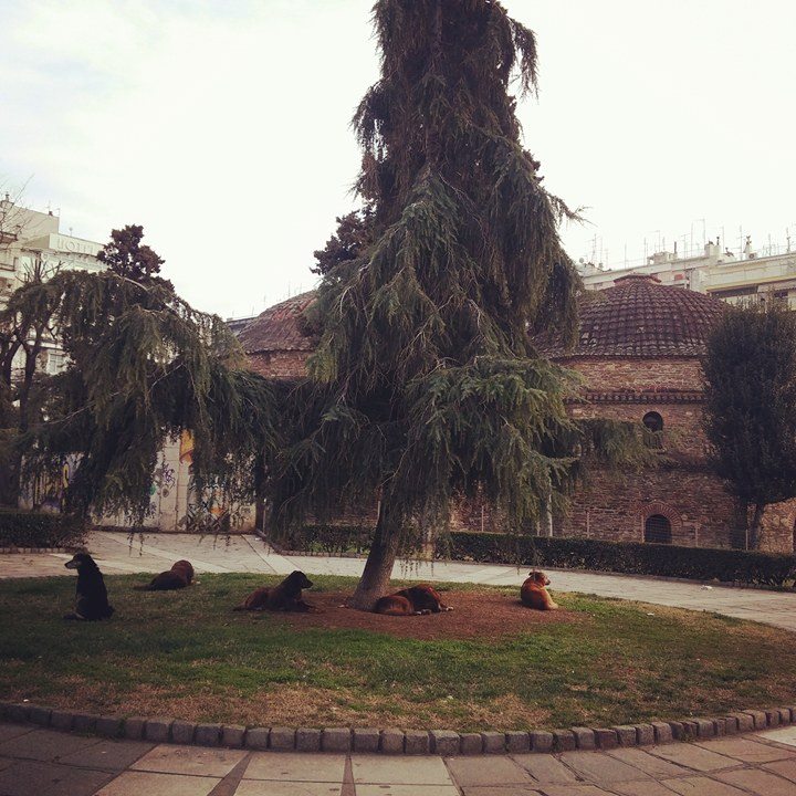 #Χαλλλαρααά © Σοφία Πλιάκου / Θεσσαλονίκη μόνο!