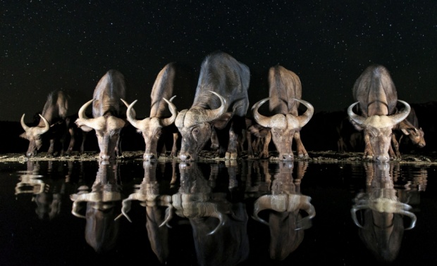  Άγρια ζωή, 2017 Sony World Photography Awards