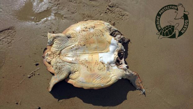 Πλάκα Νάξου