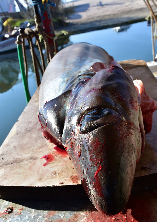 ΑΡΓΟΛΙΔΑ -ΚΑΡΧΑΡΙΑ ΕΒΓΑΛΑΝ ΣΤΗ ΝΕΑ ΚΙΟ