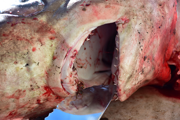 ΑΡΓΟΛΙΔΑ -ΚΑΡΧΑΡΙΑ ΕΒΓΑΛΑΝ ΣΤΗ ΝΕΑ ΚΙΟ