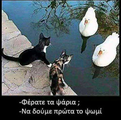 Τα YOLO της Κυριακής Τα YOLO της Κυριακής