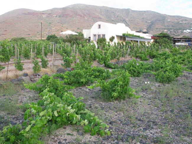 Το Μαυροτράγανο παράγεται σε διαφορές περιοχές της Οίας, στη Σαντορίνη