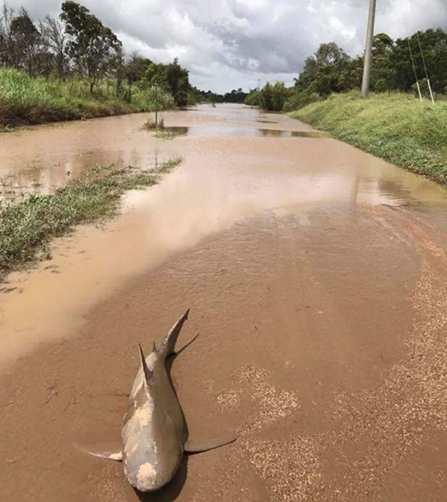 Η πανίσχυρη Ντέμπι έβγαλε μέχρι και καρχαρία στη στεριά Η πανίσχυρη Ντέμπι έβγαλε μέχρι και καρχαρία στη στεριά