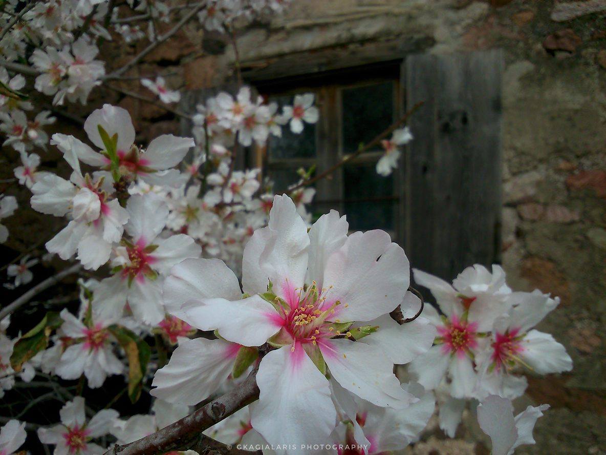 © ΓΑΒΡΙΗΛ ΚΑΓΙΑΛΑΡΗΣ