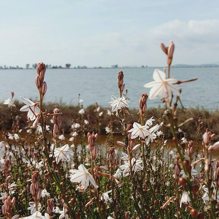© Γιώργος Αλεξόπουλος / Μεσολόγγι