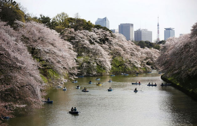 Άνθισαν ξανά οι κερασιές στο Τόκιο