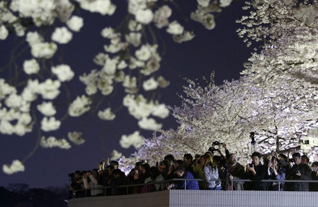 Άνθισαν ξανά οι κερασιές στο Τόκιο