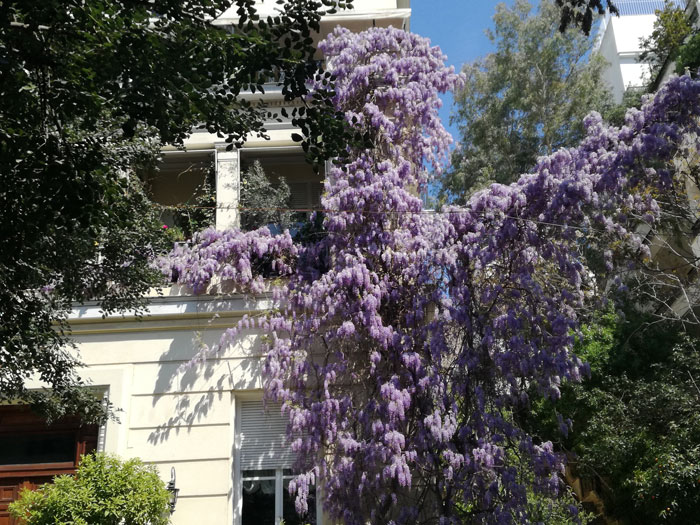 Οι γλυσίνιες γύρω από τον Άγιο Διονύσιο Οι γλυσίνιες γύρω από τον Άγιο Διονύσιο