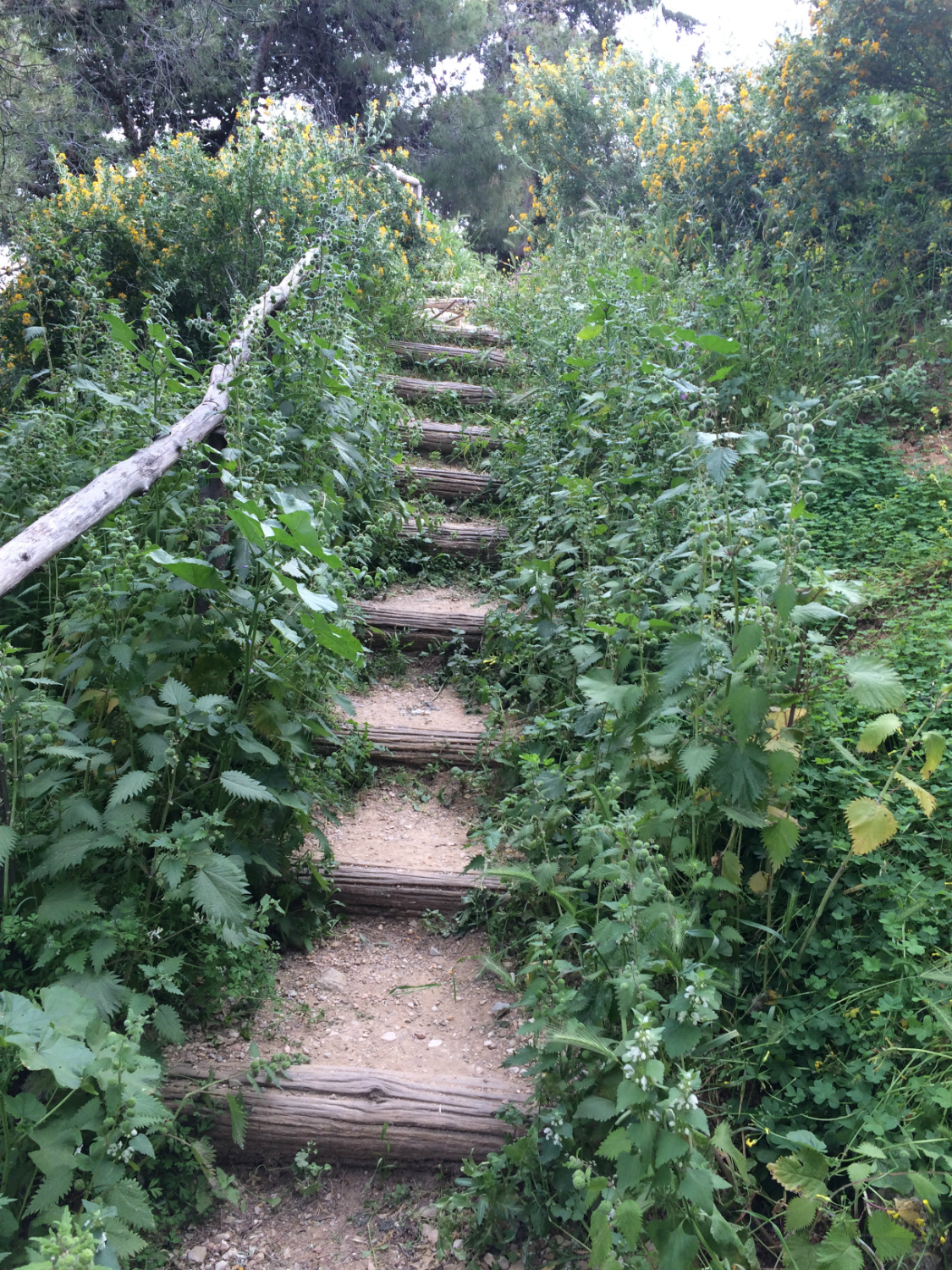 Στο φαράγγι του Λυκαβηττού​