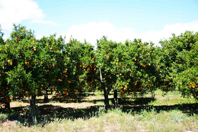 Η ετήσια παραγωγή πορτοκαλιών στην Ελλάδα είναι περί τις 900.000 τόνους,