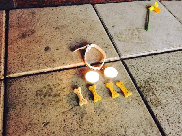 Η Στοκχόλμη τιμά τη μνήμη του άτυχου σκύλου Ίγκι Η Στοκχόλμη τιμά τη μνήμη του άτυχου σκύλου Ίγκι