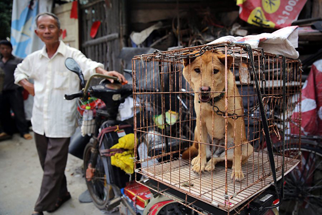φεστιβάλ κατανάλωσης κρέατος σκύλου στην Κίνα