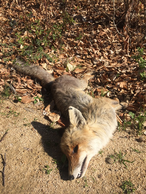 Με φόλες καθαρίζουν τα ζώα στα βουνά της Κομοτηνής