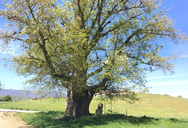 Στα Γρεβενά η αρχαιότερη δρυς της Ευρώπης - 13 αιώνες ιστορίας στη Δεσκάτη  (εικόνες)