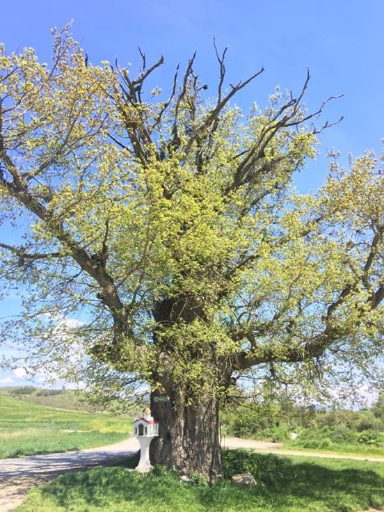 Στα Γρεβενά η αρχαιότερη δρυς της Ευρώπης - 13 αιώνες ιστορίας στη Δεσκάτη  (εικόνες)
