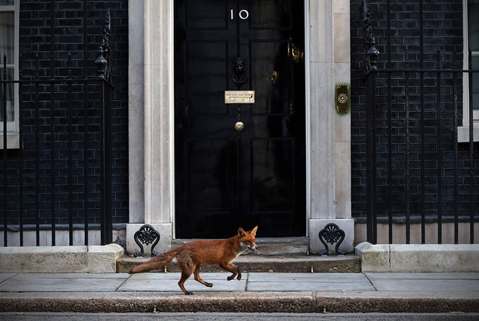 Επίσημη επίσκεψη αλεπούς στην πρωθυπουργική κατοικία. 10, Dawning Street