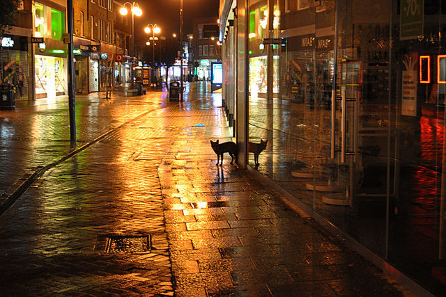 Η  "οικόσιτη" αλεπού είναι ένα σύγχρονο φαινόμενο των μεγαλουπόλεων