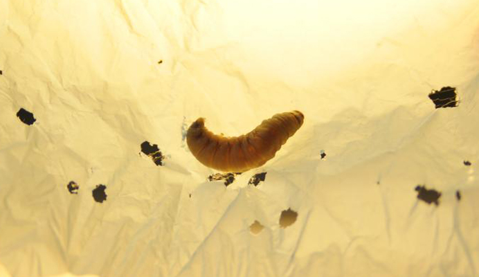 Ανακάλυψαν ότι αυτό το έντομο που τρώει πλαστικά! Ανακάλυψαν ότι αυτό το έντομο που τρώει πλαστικά!