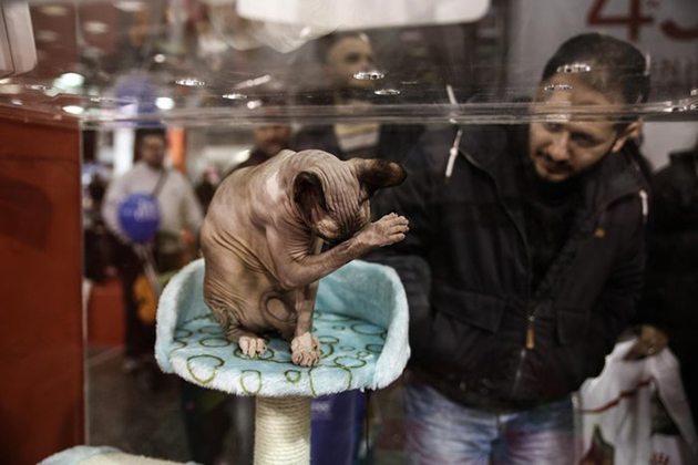 «All About Cats 2017» στις 6 και 7 Μαΐου στο «Helexpo Maroussi»