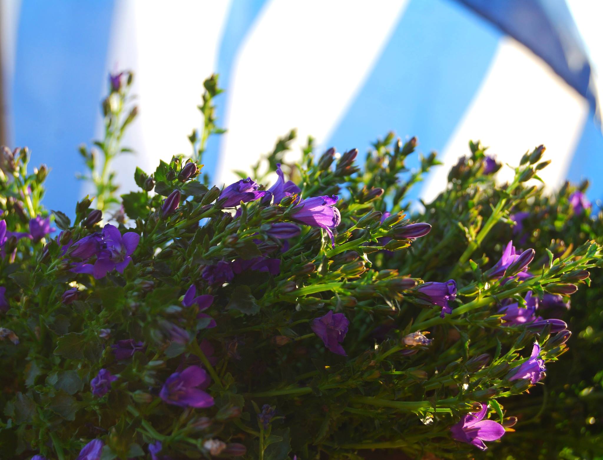  © Konstantina Kontrafouri