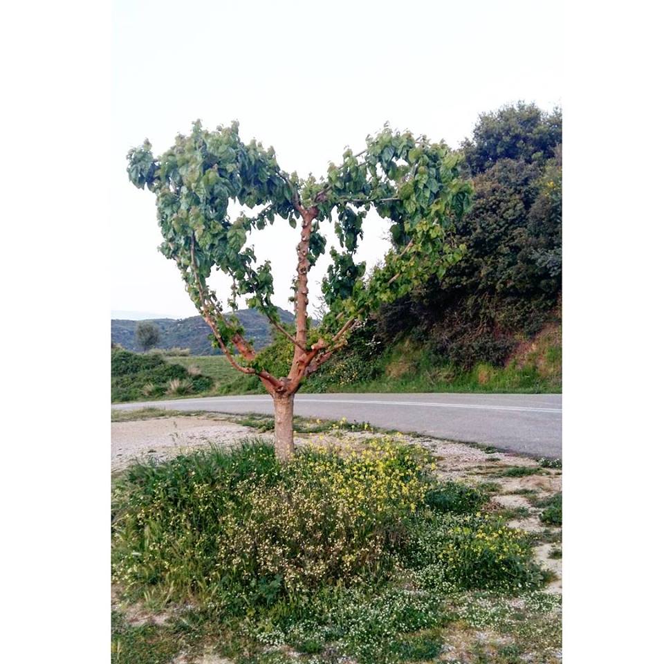 © Georgia Dionysopoyloy / Πύργος Ηλείας