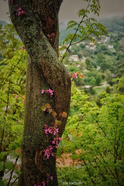 © Zoe Kartsaki / Απιδιά Καρδίτσας