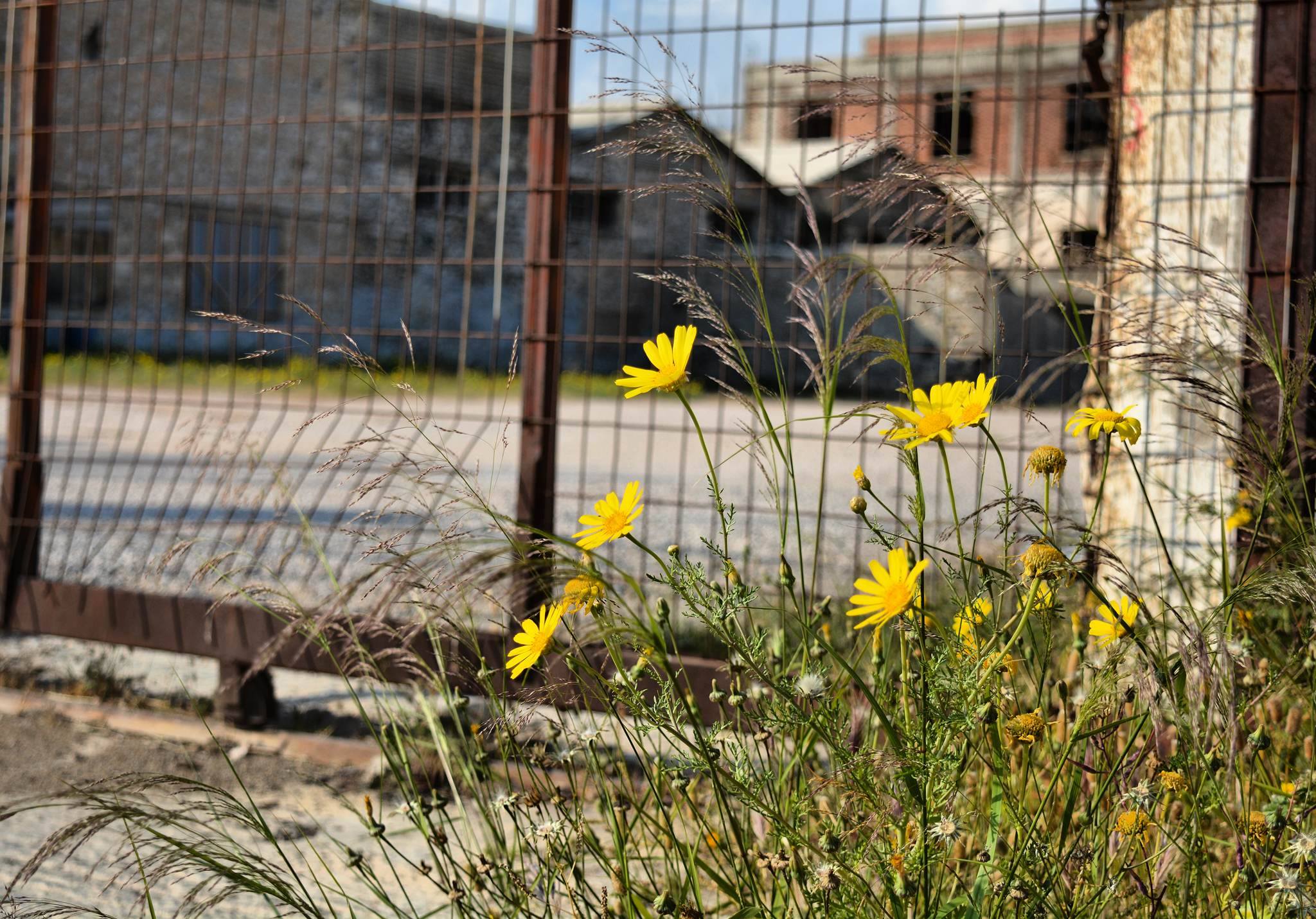 © Giwrgos Papaxrhstou / Ελευσίνα