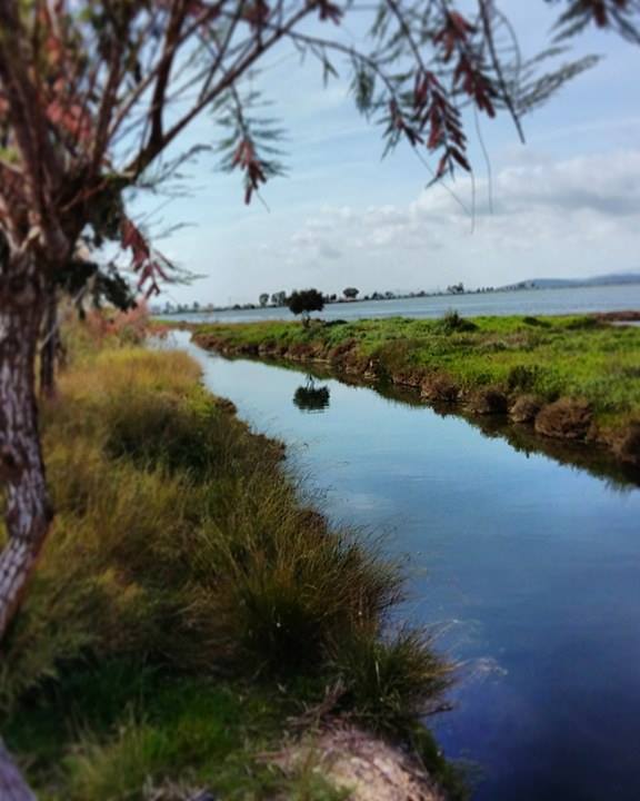 © Γιώργος Αλεξόπουλος / Λιμνοθάλασσα Μεσολογγίου