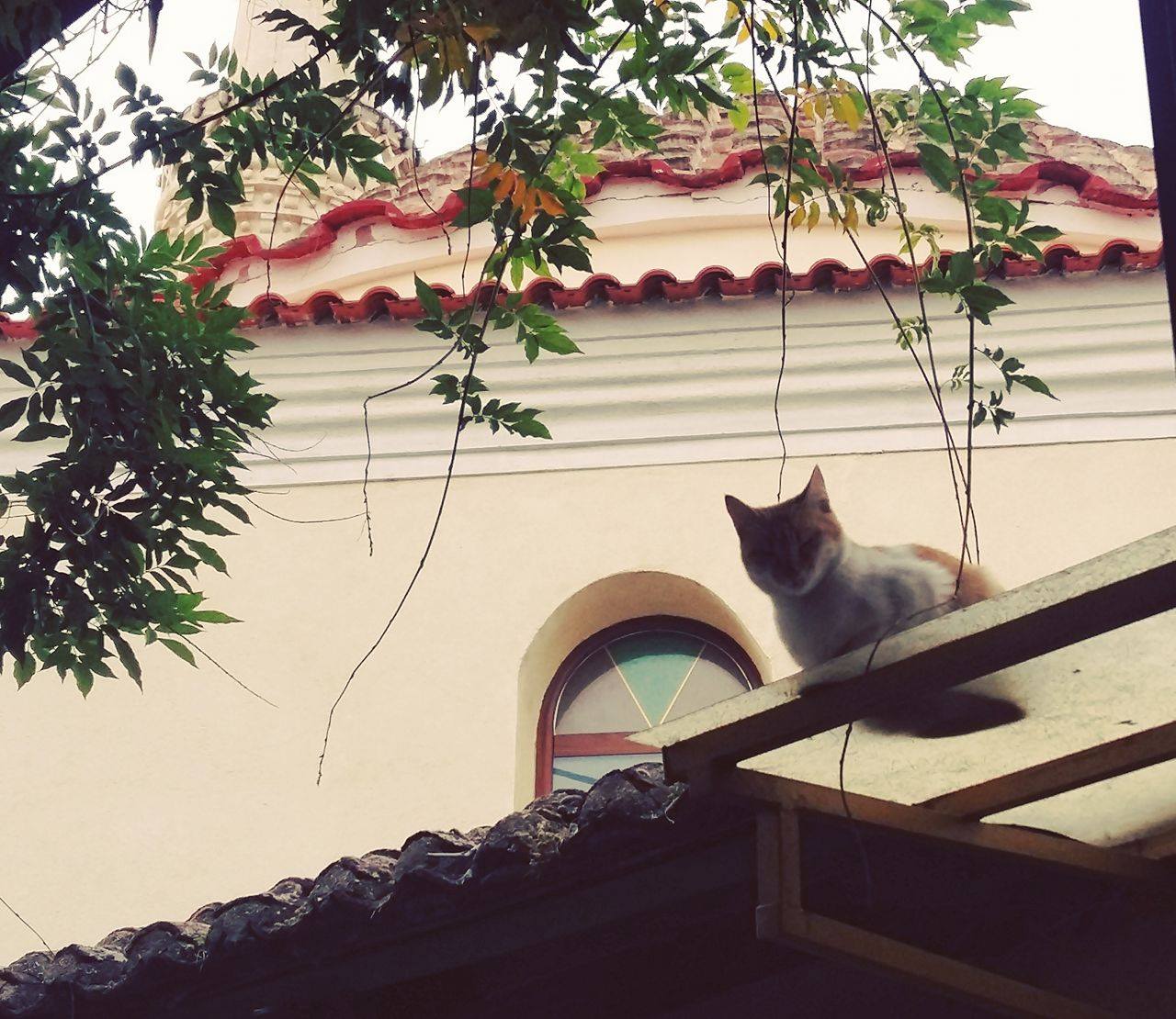 © Gina Gortsila / Κομοτηνή