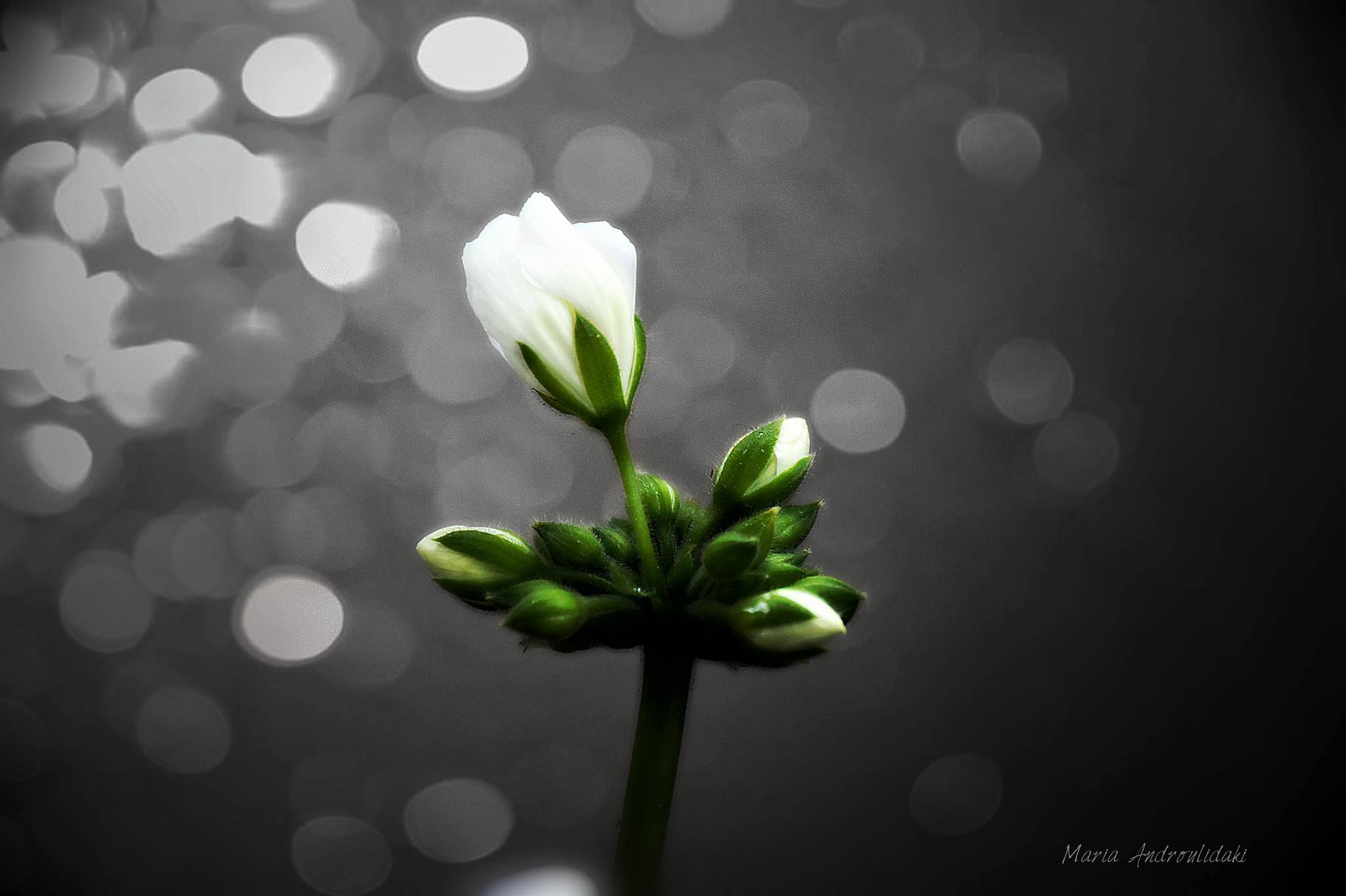  © ΜΑΡΙΑ ΑΝΔΡΟΥΛΙΔΑΚΗ