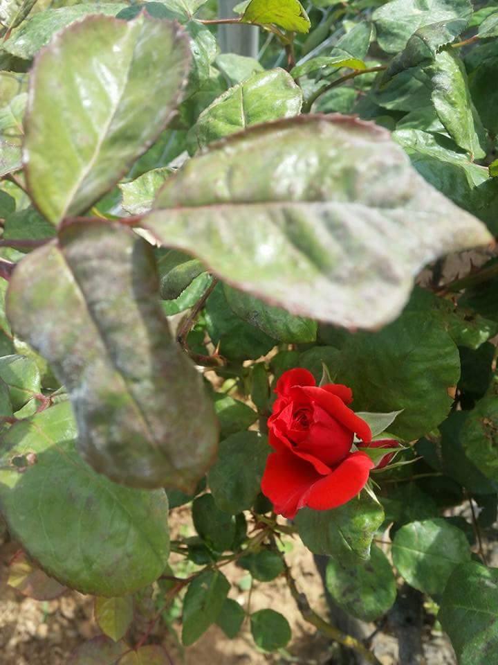 © Sofia Vasilopoulou