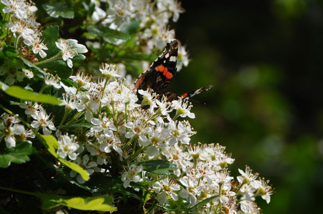 Βοτανικός Κήπος Ιουλίας και Αλεξάνδρου Διομήδους Βόλτα στο Χαϊδάρι, Βοτανικός Κήπος Ιουλίας και Αλεξάνδρου Διομήδους