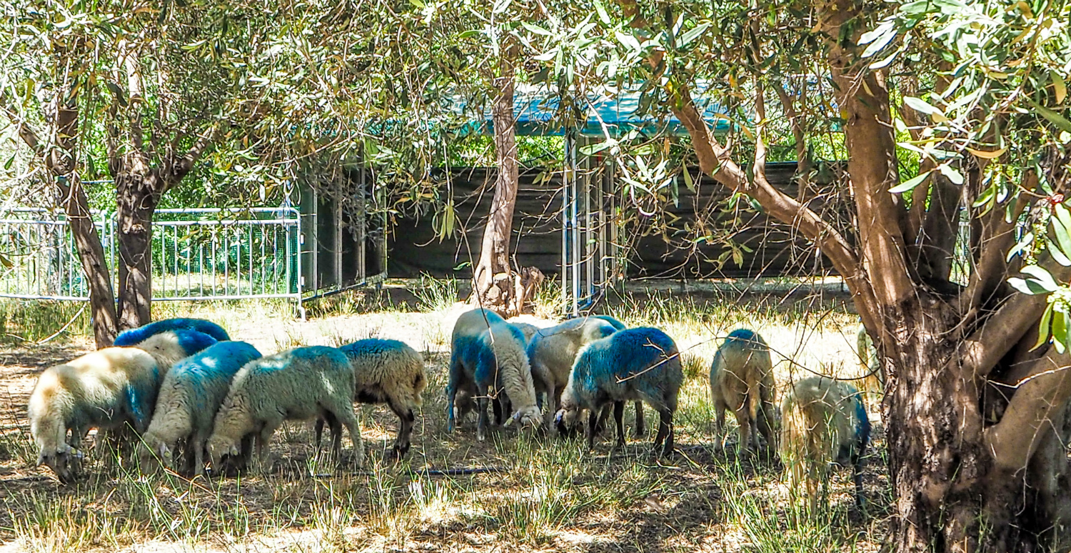  βαμμένα μπλε πρόβατα του Αμπουμπάκαρ Φοφάνα,