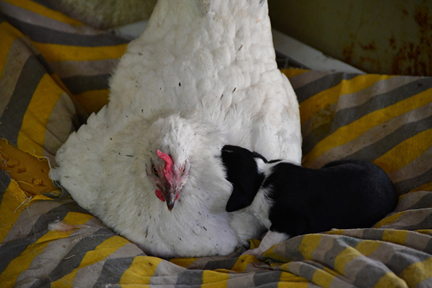 ΝΑΥΠΛΙΟ - ΚΟΤΑ ΠΡΟΣΕΧΕΙ ΚΟΥΤΑΒΙ
