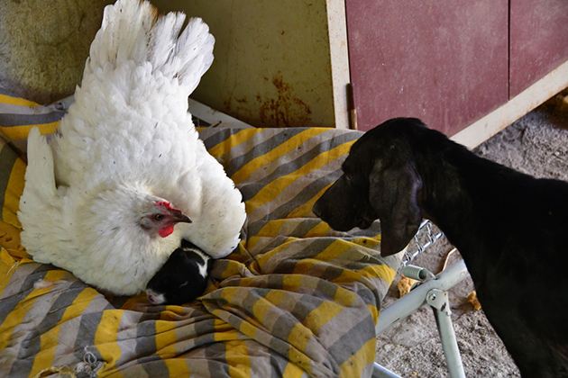 ΝΑΥΠΛΙΟ - ΚΟΤΑ ΠΡΟΣΕΧΕΙ ΚΟΥΤΑΒΙ