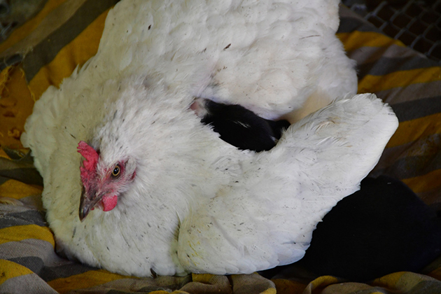 ΝΑΥΠΛΙΟ - ΚΟΤΑ ΠΡΟΣΕΧΕΙ ΚΟΥΤΑΒΙ