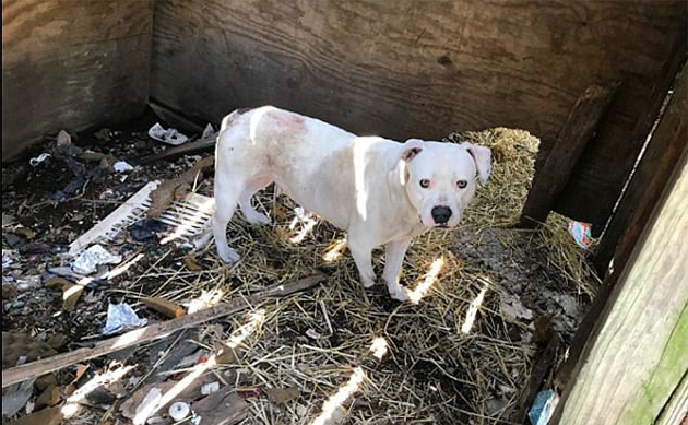 Τρέγια Τρέγια