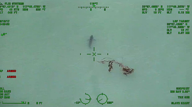 Λευκός καρχαρίας Λευκός καρχαρίας