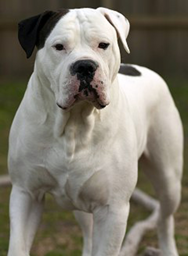 μπουλντόγκ