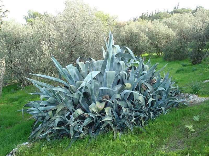 το φυτό αθάνατος 