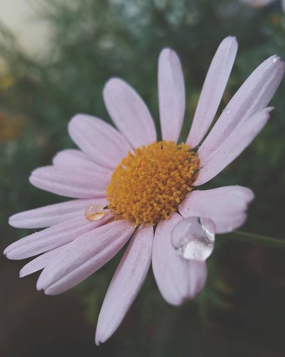  © Γιώργος Αλεξόπουλος / Μεσολόγγι