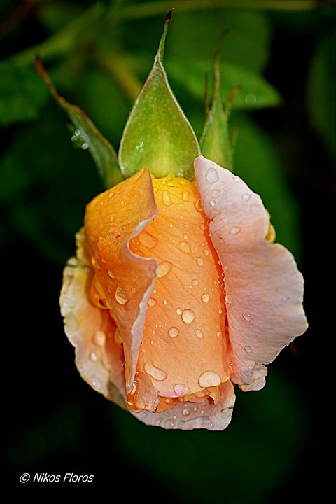 © Nikos Floros / Μετά τη βροχή