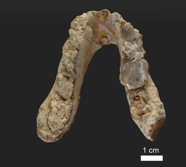 Ο πρώτος πρόγονος του ανθρώπου ήταν από την Ελλάδα; Το απολίθωμα και ο Γκρεκοπίθηκος Ο πρώτος πρόγονος του ανθρώπου ήταν από την Ελλάδα; Το απολίθωμα και ο Γκρεκοπίθηκος
