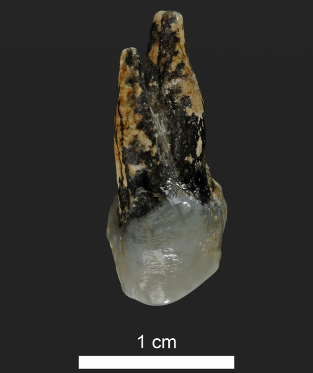 Ο πρώτος πρόγονος του ανθρώπου ήταν από την Ελλάδα; Το απολίθωμα και ο Γκρεκοπίθηκος Ο πρώτος πρόγονος του ανθρώπου ήταν από την Ελλάδα; Το απολίθωμα και ο Γκρεκοπίθηκος