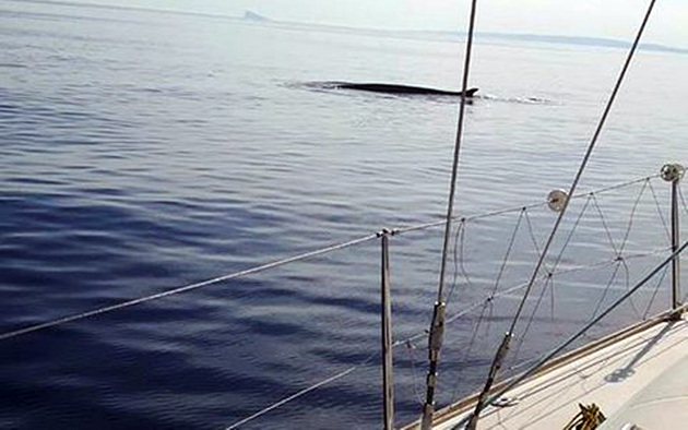 πτεροφάλαινα 