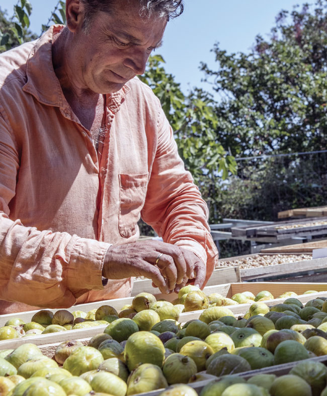 Κώστας Λάμπρου - Kumilio Σύκα Κύμης